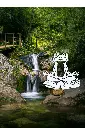 grenouille zen .webp